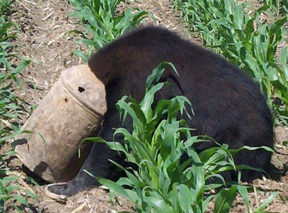 Black Bear Black Bear